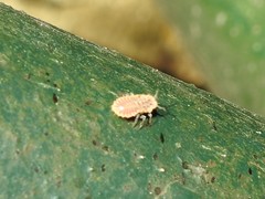 Drosicha