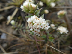 Pimelea oreophila