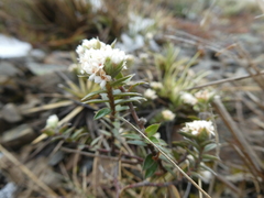 Pimelea oreophila