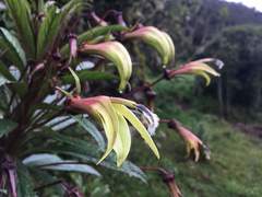 Siphocampylus lucidus