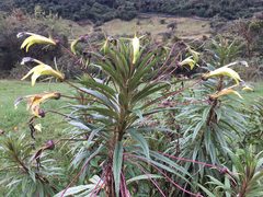 Siphocampylus lucidus