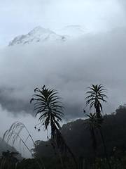 Siphocampylus lucidus