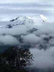 Siphocampylus lucidus