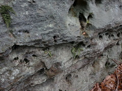 Asplenium × trudellii