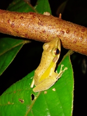 Chalcorana parvaccola