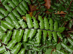 Lygodium polystachyum