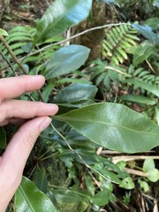 Elaphoglossum martinicense