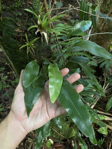 Elaphoglossum martinicense