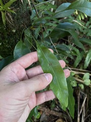 Elaphoglossum martinicense