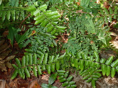 Lygodium polystachyum