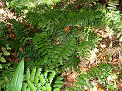 Lygodium polystachyum