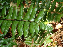 Lygodium polystachyum