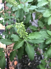 Ocimum tenuiflorum