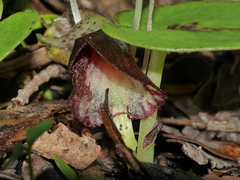 Corybas macranthus