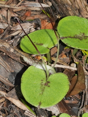 Corybas macranthus