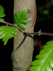 Lygodium polystachyum