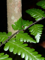 Lygodium polystachyum