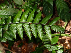 Lygodium polystachyum