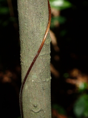 Lygodium polystachyum