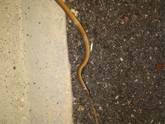 Coniophanes meridanus