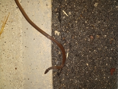 Coniophanes meridanus