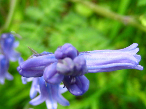 Hybrid bluebell