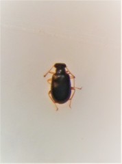 Zenascus nitidus