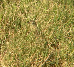 Anthus spragueii