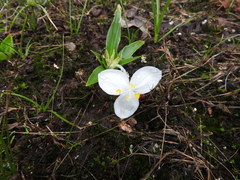 Weldenia candida