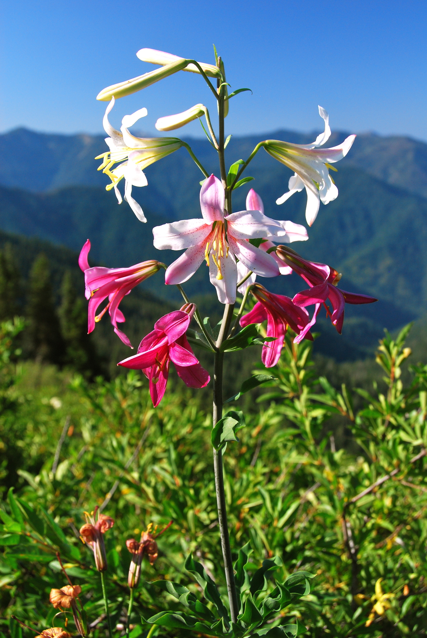 Lilium washingtonianum ssp. purpurascens