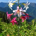 Lilium washingtonianum purpurascens - Photo (c) Jeff Bisbee,  זכויות יוצרים חלקיות (CC BY-NC), uploaded by Jeff Bisbee