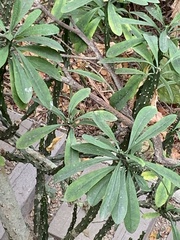 Euphorbia neriifolia
