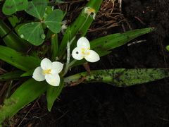 Weldenia candida