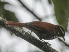 Margarornis squamiger