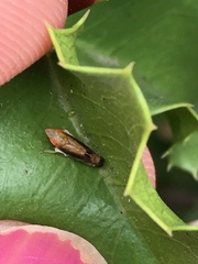 Scaphytopius majestus