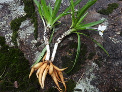 Weldenia candida