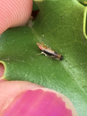 Scaphytopius majestus