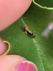 Scaphytopius majestus