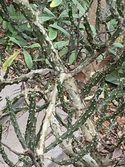 Euphorbia neriifolia