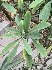 Euphorbia neriifolia