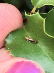 Scaphytopius majestus