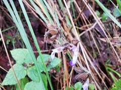 Salvia compsostachys