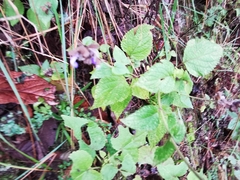 Salvia compsostachys