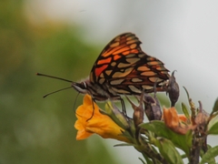 Dione glycera