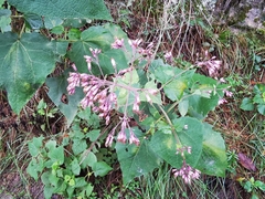 Peteravenia malvifolia