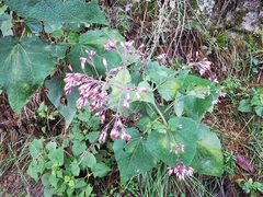 Peteravenia malvifolia