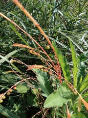 Phyllanthus ussuriensis