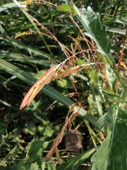 Phyllanthus ussuriensis