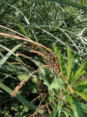 Phyllanthus ussuriensis