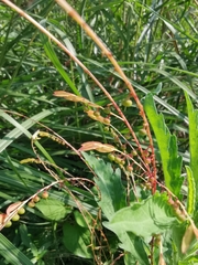 Phyllanthus ussuriensis